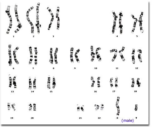 karyotype male | Free Inspired